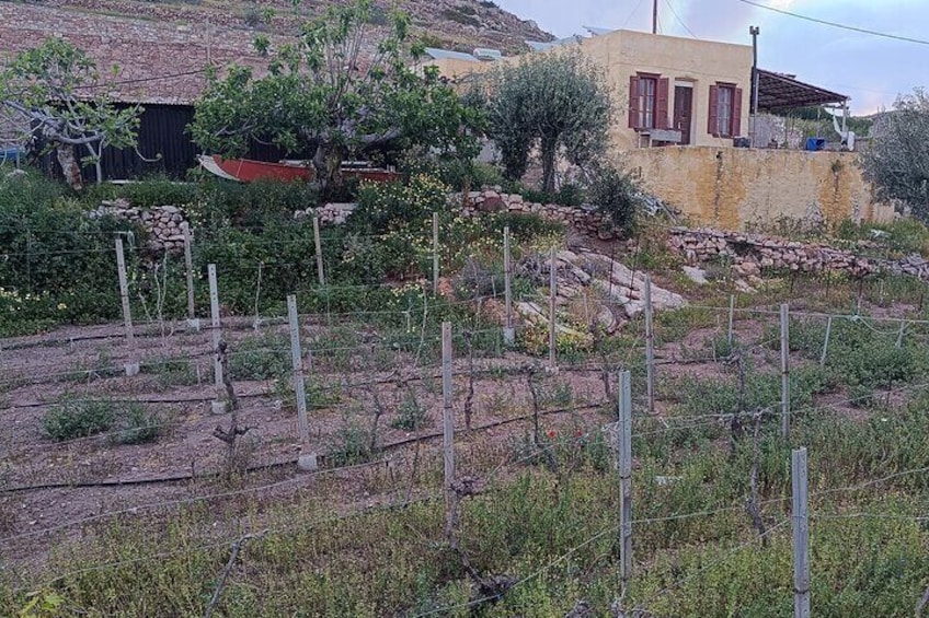 Syros wine tasting and village walk 3