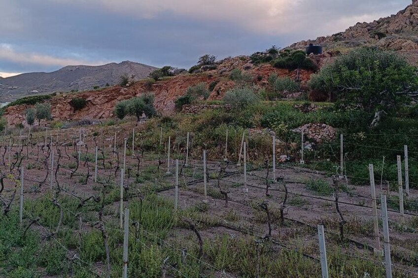 Syros wine tasting and village walk 2