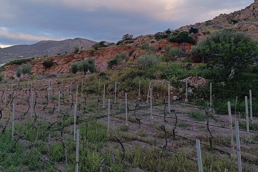 Syros: Small-Group Village Walking Tour with Wine and Snacks 2