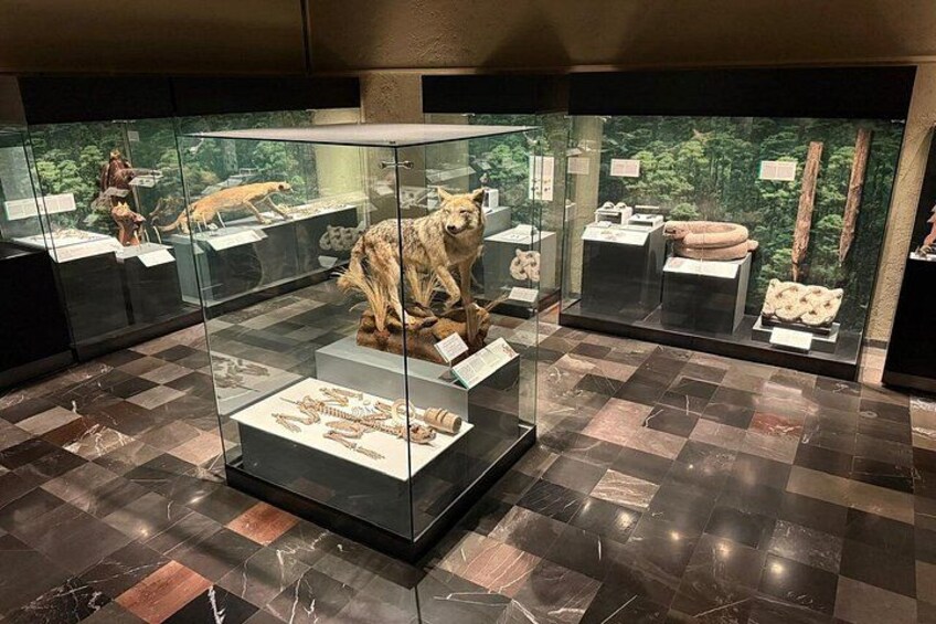 Private Tour of Templo Mayor in Mexico City 4