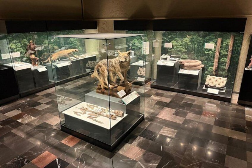 En museiutställning med glasmonter som innehåller fossil och modeller av förhistoriska djur. 4