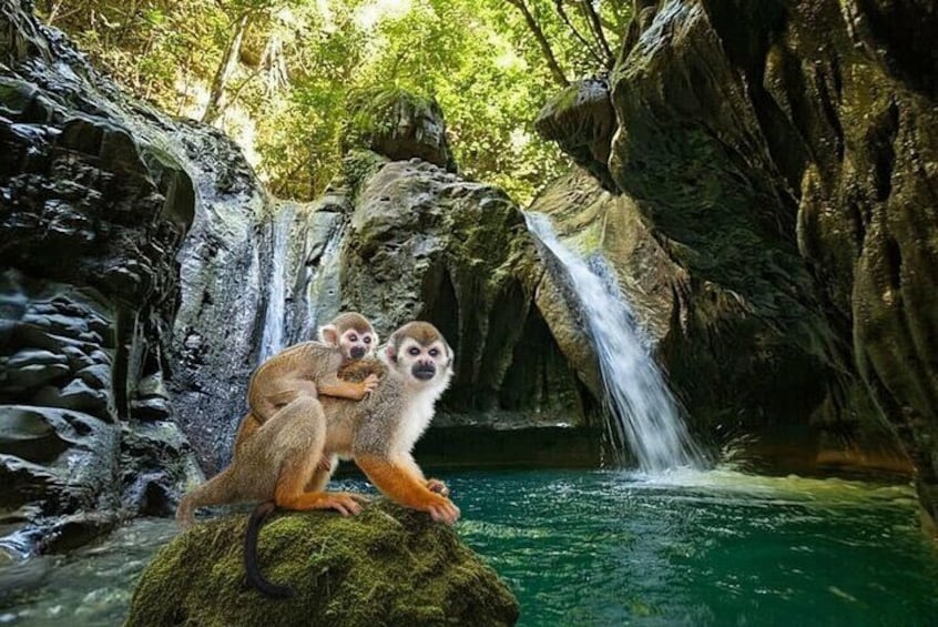 Combo : Damajagua and Monkeys Group Tour in Puerto Plata 1