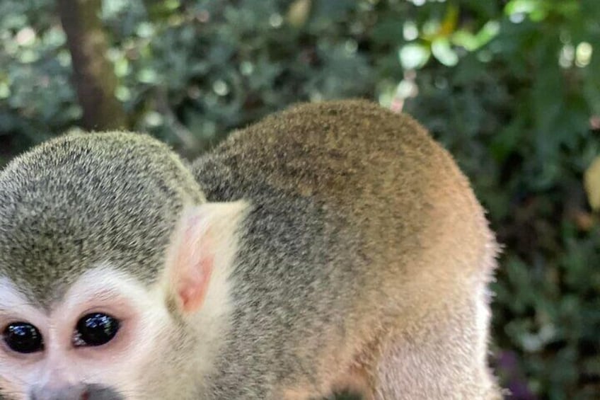 Combo : Damajagua and Monkeys Group Tour in Puerto Plata 5