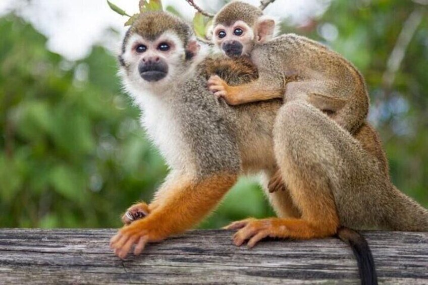 Combo : Damajagua and Monkeys Group Tour in Puerto Plata 4