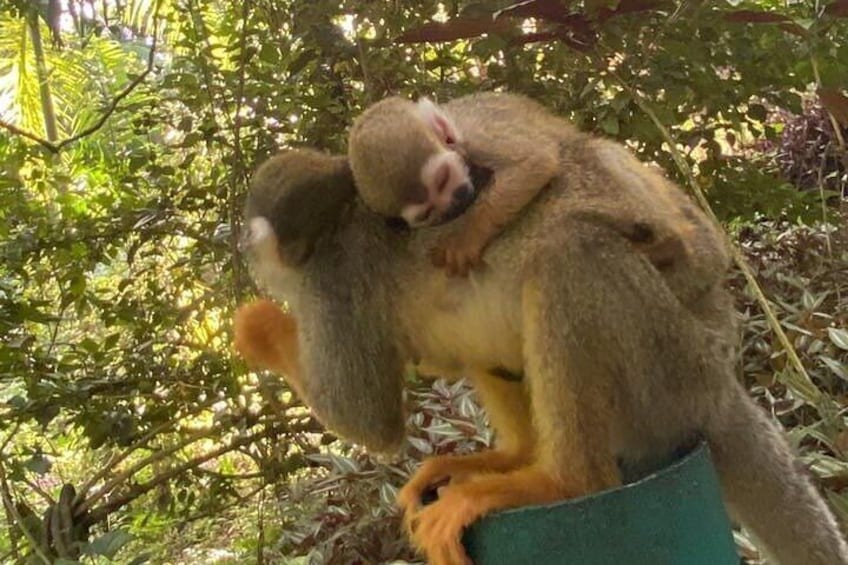 Combo : Damajagua and Monkeys Group Tour in Puerto Plata 3