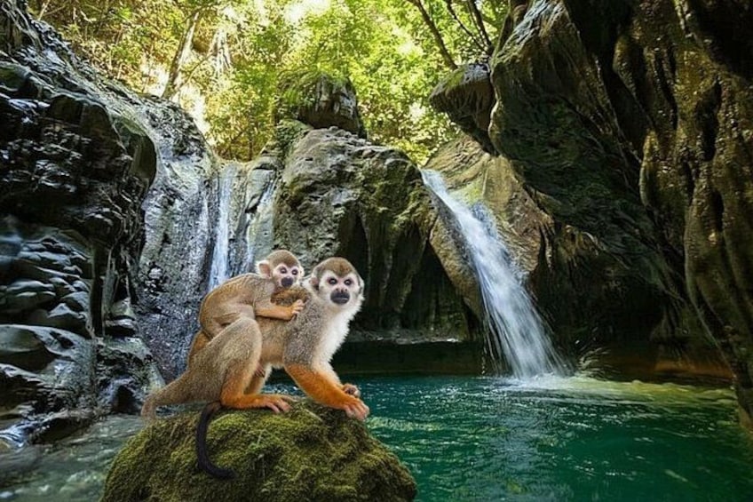 A waterfall, a monkey, and a rock in a forest. 1