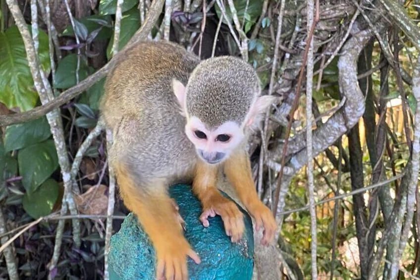 Combo : Damajagua and Monkeys Group Tour in Puerto Plata 2