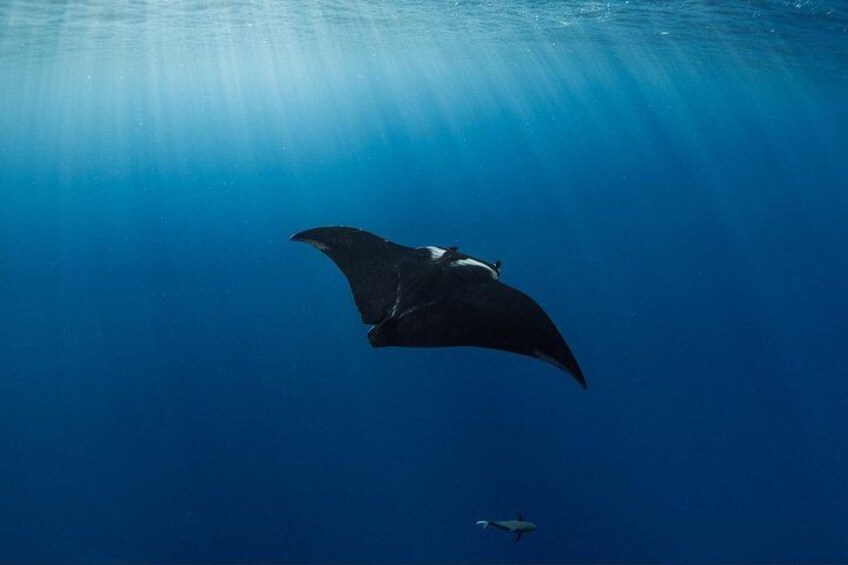 Una manta raya nada en agua azul cristalina con luz solar filtrándose. 4