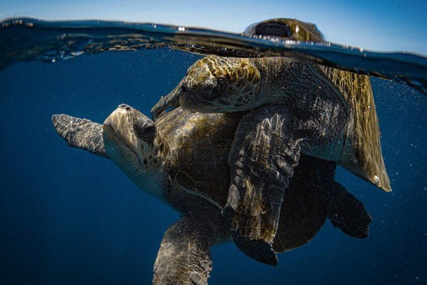 Una tortuga marina nadando bajo el agua. 3