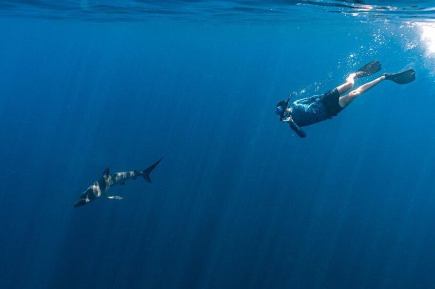 Un buceador nada con un tiburón en aguas azules y transparentes. 1