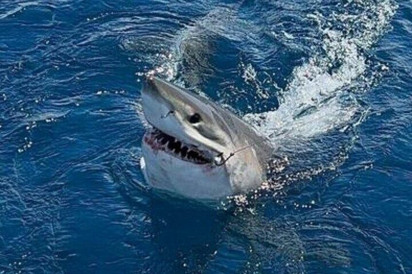 sport fishing in Fort Lauderdale at Don't Tell Mom Sportfishing 4