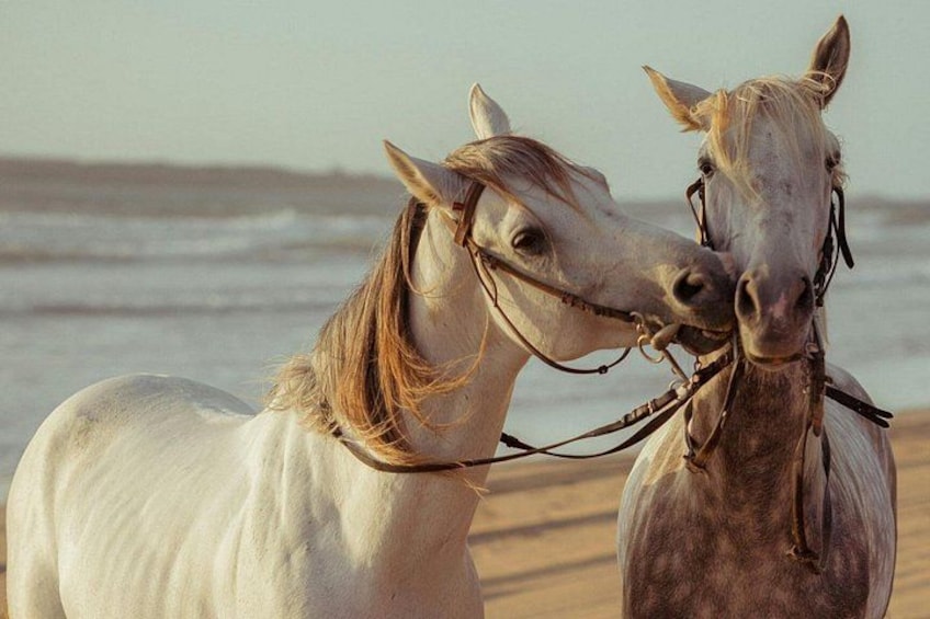 Dos caballos en una playa con el océano al fondo. 2