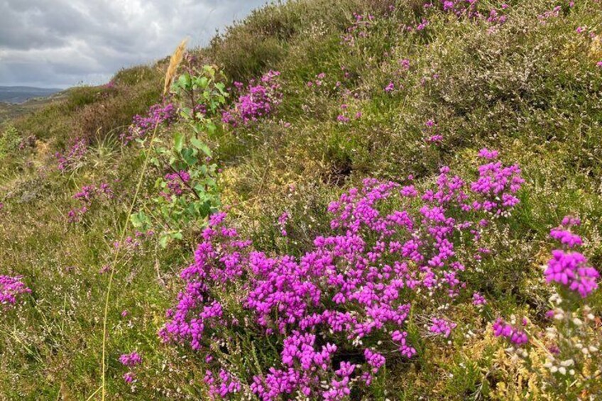 Purple flowers on a hillside. 5