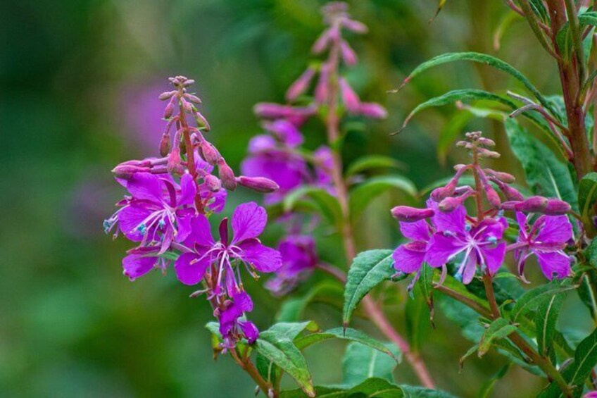 Vibrant purple flowers with green leaves. 2