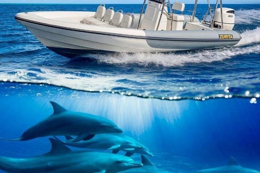 Dolphin Tours in Fuerteventura and snorkeling on the coast 3