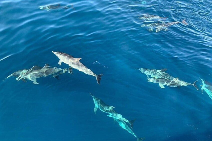 Dolphin Tours in Fuerteventura and snorkeling on the coast 1