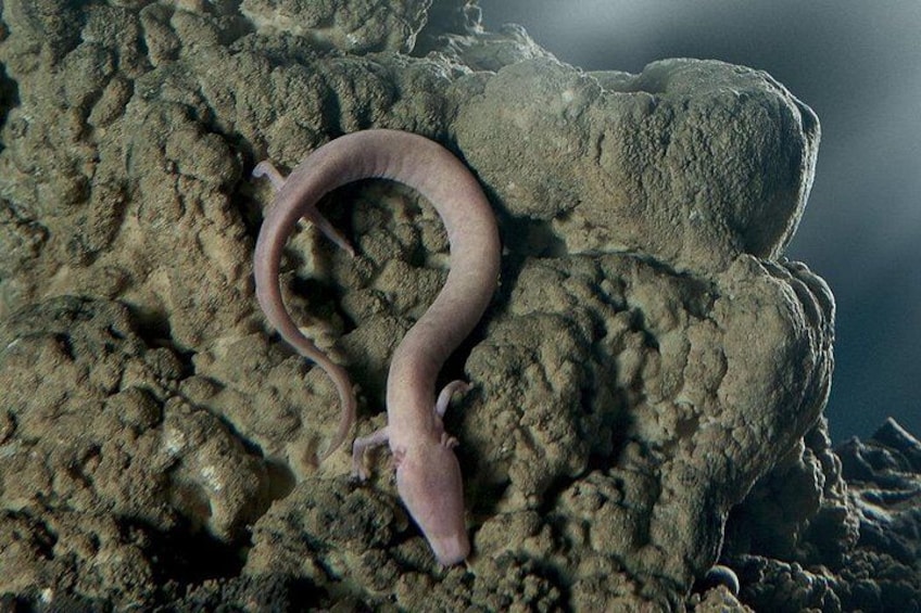 An eel on a rocky underwater surface. 3