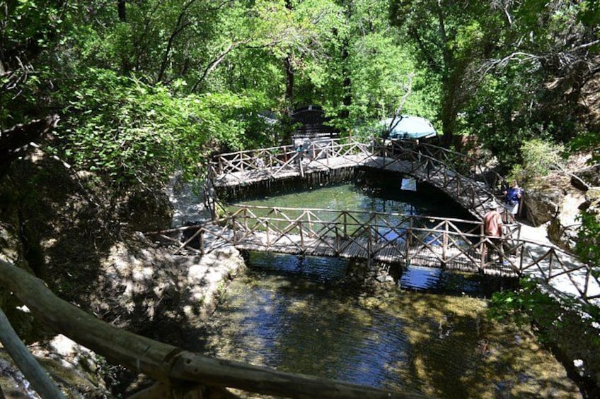 Un puente de madera sobre un estanque rodeado de abundante vegetación. 4
