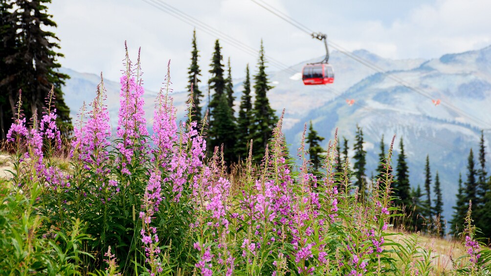 Whistler wildflowers and gondola