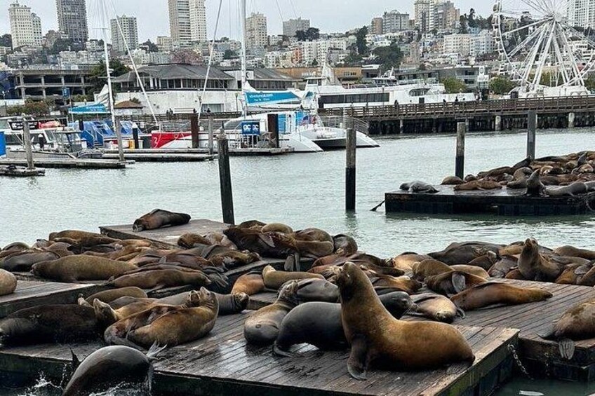 Private Luxury San Francisco Highlights Tour 5