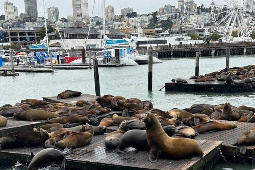 Un puerto con un gran grupo de lobos marinos sobre un muelle de madera. 5