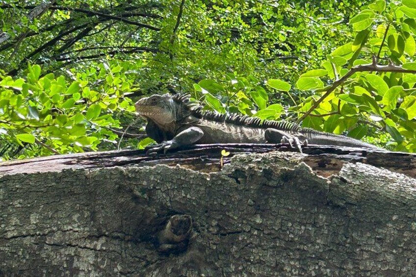 Un lagarto sobre un tronco de árbol rodeado de follaje verde. 2