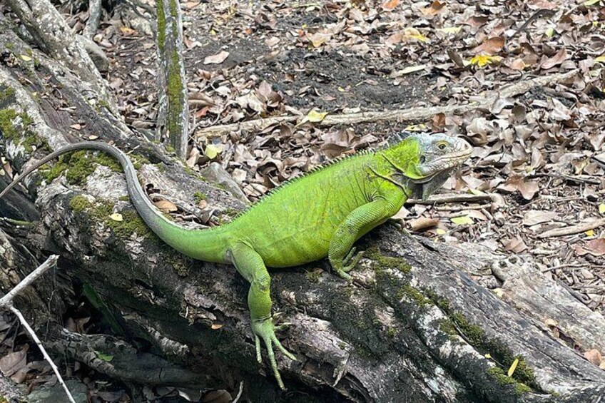 A green iguana on a tree branch in a forest. 5