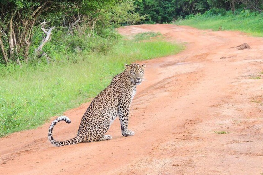 Un léopard sur un chemin de terre, entouré de verdure. 1