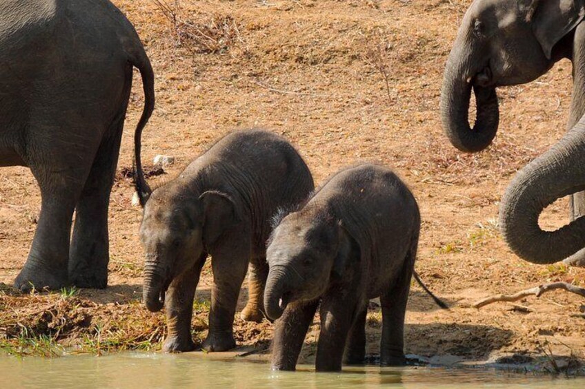 Des éléphants près d’une source d’eau dans une zone aride et herbeuse. 3