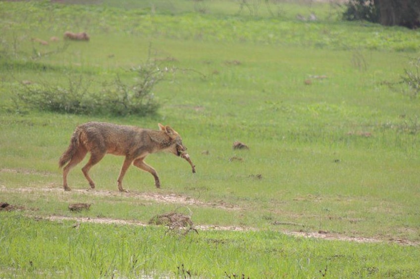 A coyote walking across a grassy field. 2