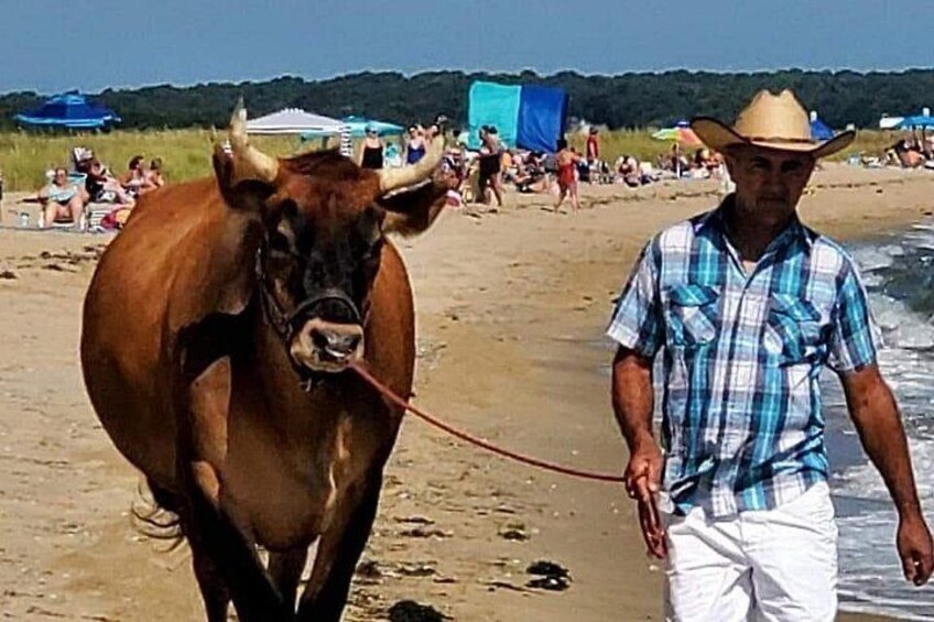 Martha Vineyard Bus Tour 4
