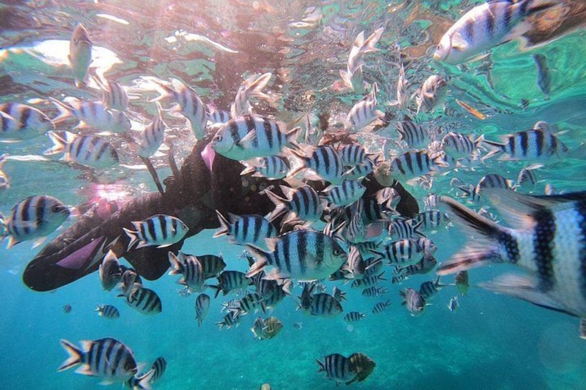 A school of striped fish swimming in clear blue water. 5