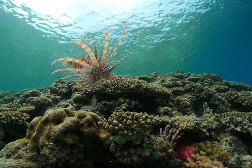 A lionfish on a coral reef. 2