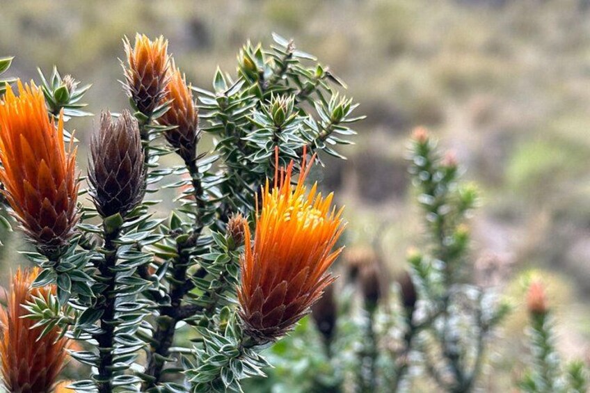 A plant with orange flowers and green foliage. 4
