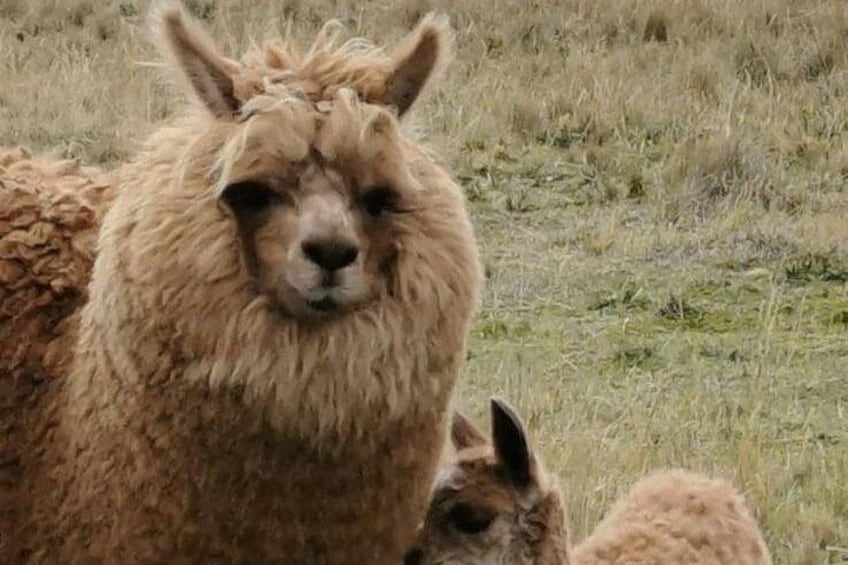 A llama with a fluffy coat in a grassy field. 2