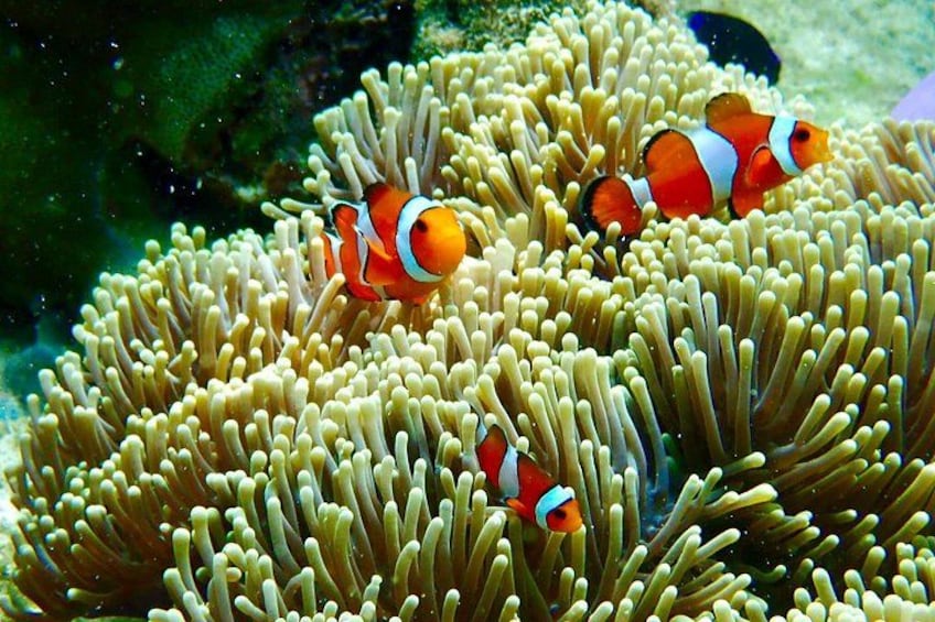 Clownfish among sea anemones. 2