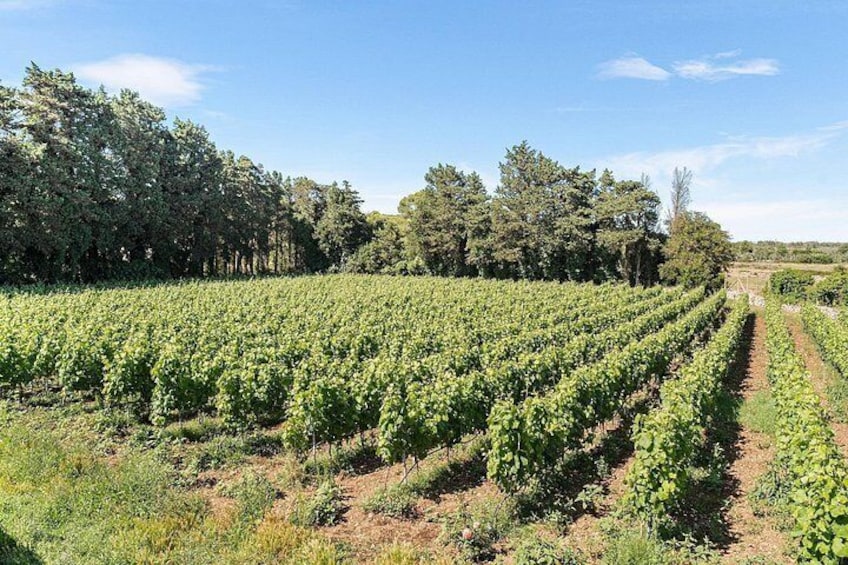 Historical Cellar Visit and Wine Tasting in Salento 2
