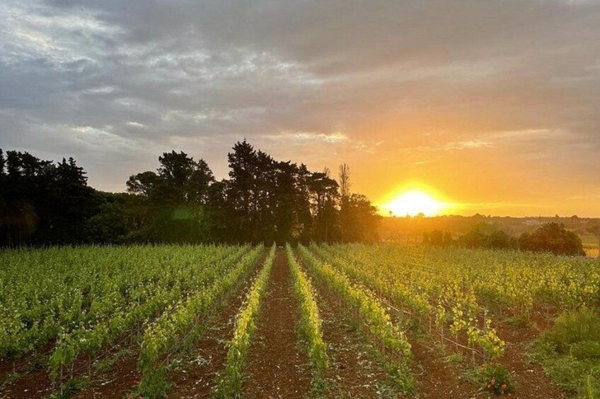 Historical Cellar Visit and Wine Tasting in Salento 1