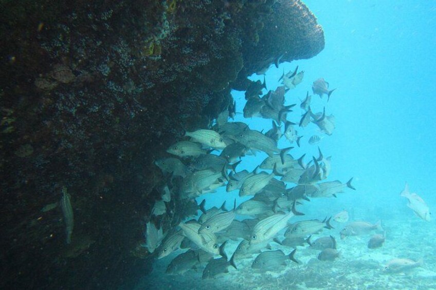Barbados Snorkeling and Sailing Adventure for Small Groups 3