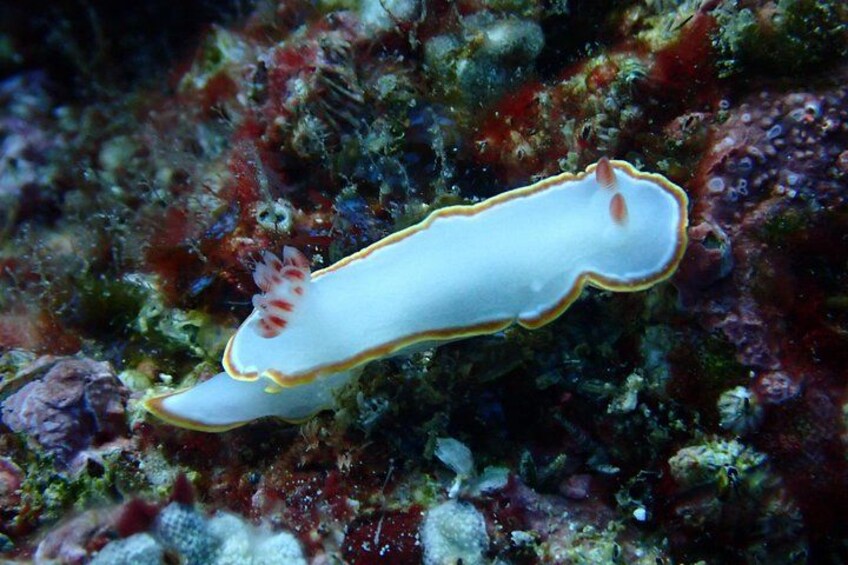 A white nudibranch with red spots and a yellow outline, resting on a rocky underwater surface. 4