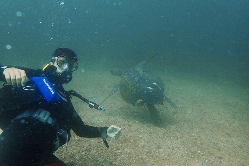 A diver underwater with a camera, a turtle nearby, and a sandy ocean floor. 2