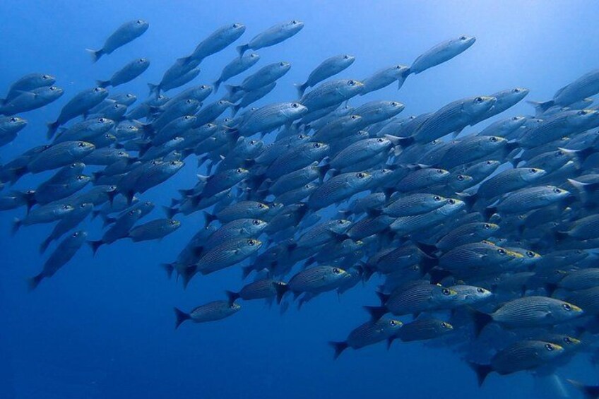 A school of fish swimming in the ocean. 5