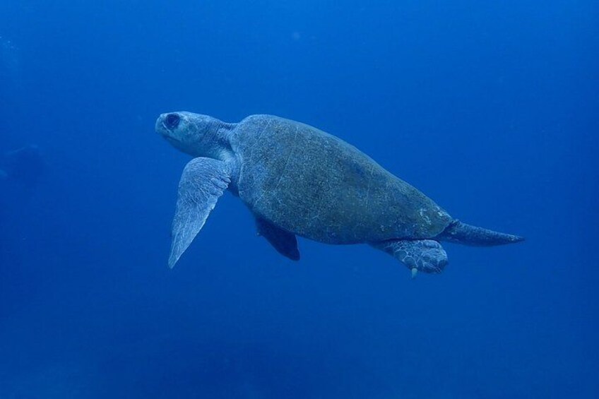 A sea turtle swimming in the ocean. 3