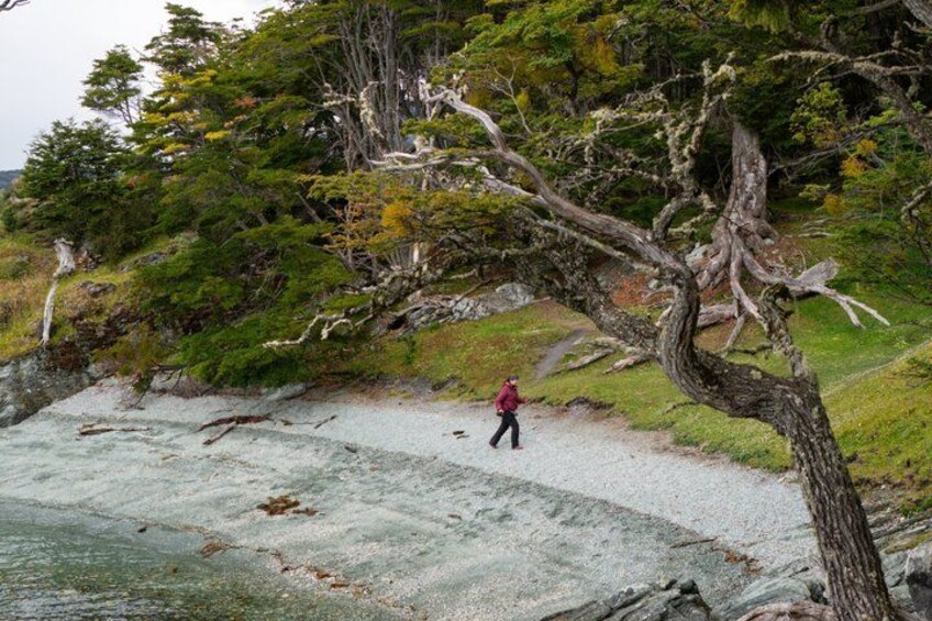 Tierra del Fuego National Park – Small Groups. Optional Train 1