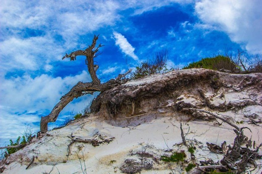 Sand dunes protect the pristine Santa Rosa Island 3