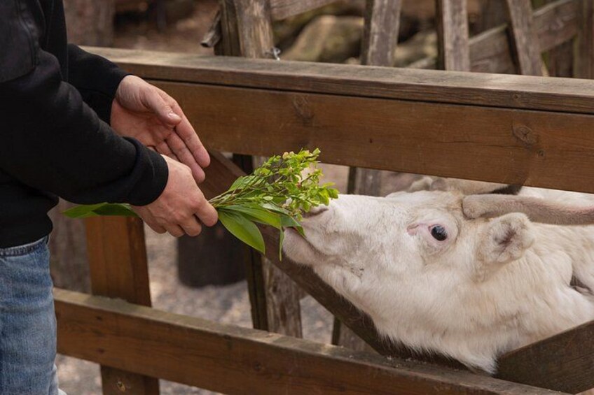 A person feeding a white goat with a bunch of green leaves. 3