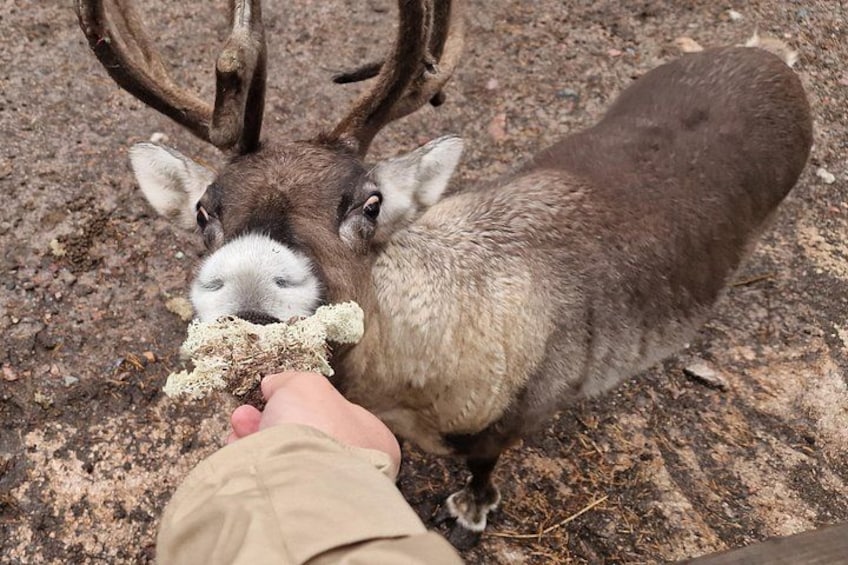 A person feeding a deer with a piece of food. 1
