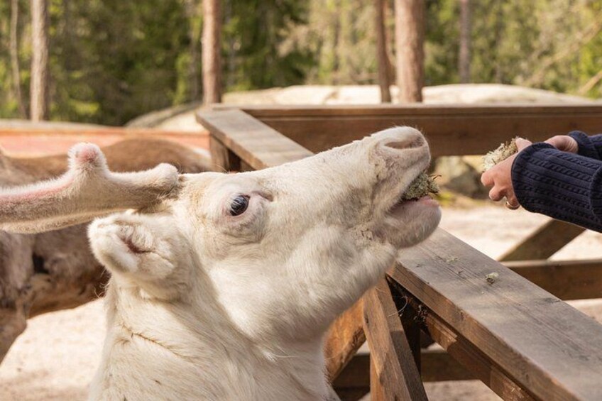 A white goat with pink ears eating from a person's hand at a wooden picnic table. 4