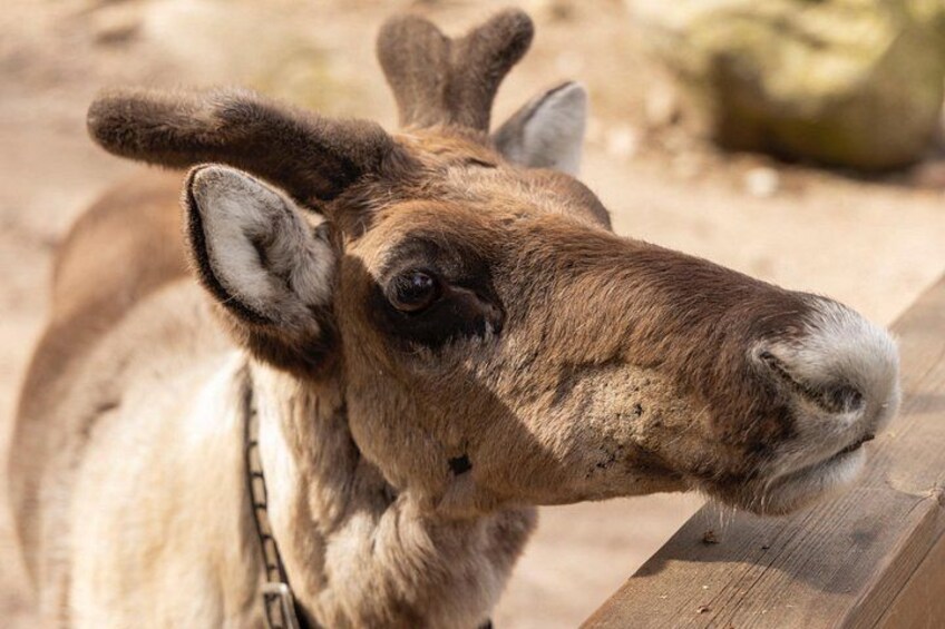 A llama with a chain collar, standing near a wooden fence. 2