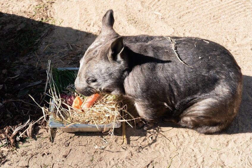 Un conejo comiendo de un plato metálico sobre el suelo. 3